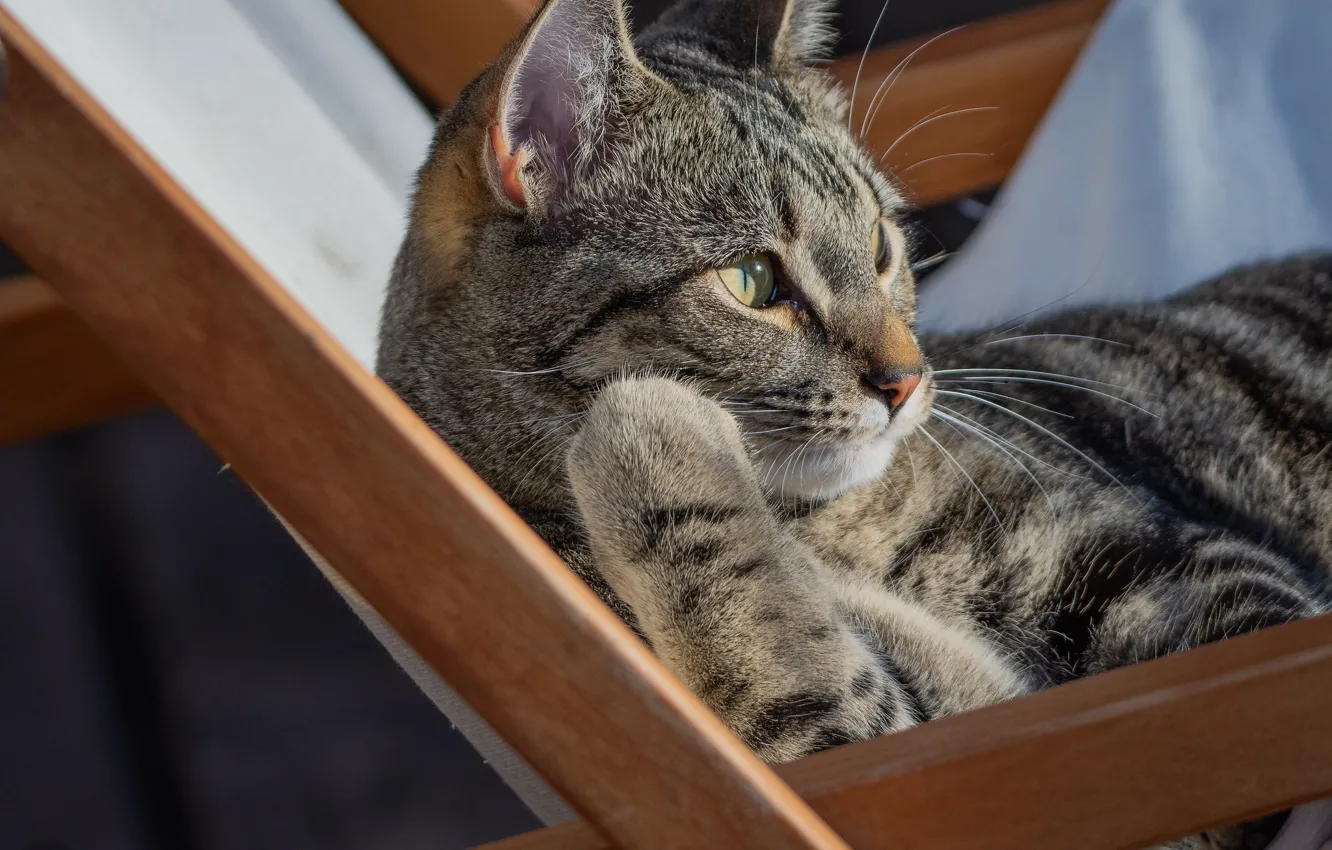 Фото обои кошка, кот, отдых, кресло, котейка