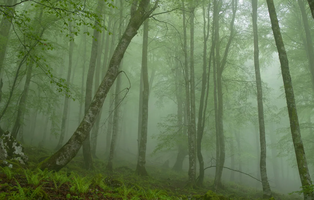 Фото обои лес, деревья, туман, камень, утро