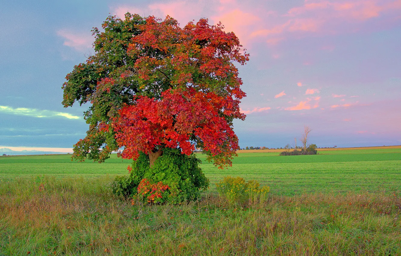 Фото обои поле, осень, небо, листья, облака, дерево