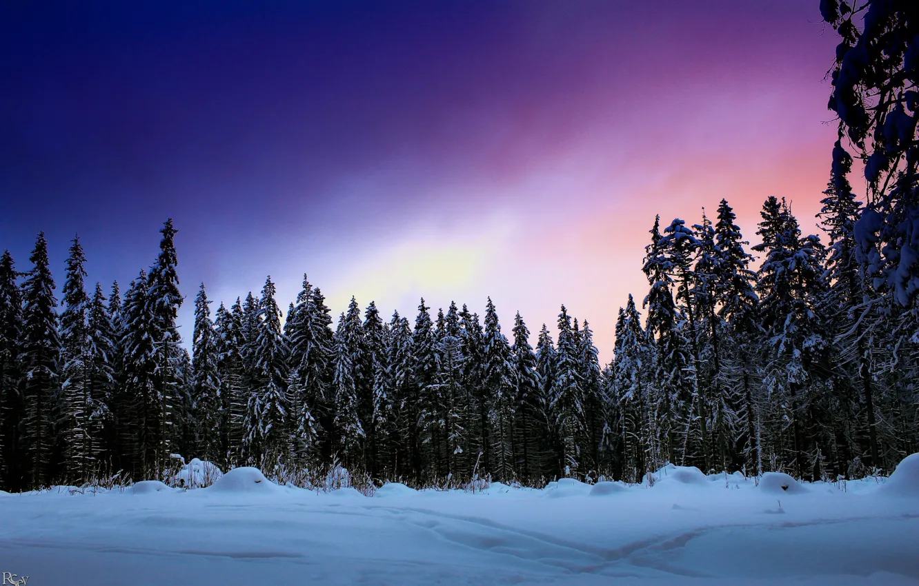 Фото обои зима, лес, небо, снег, Pavel Nazarenko