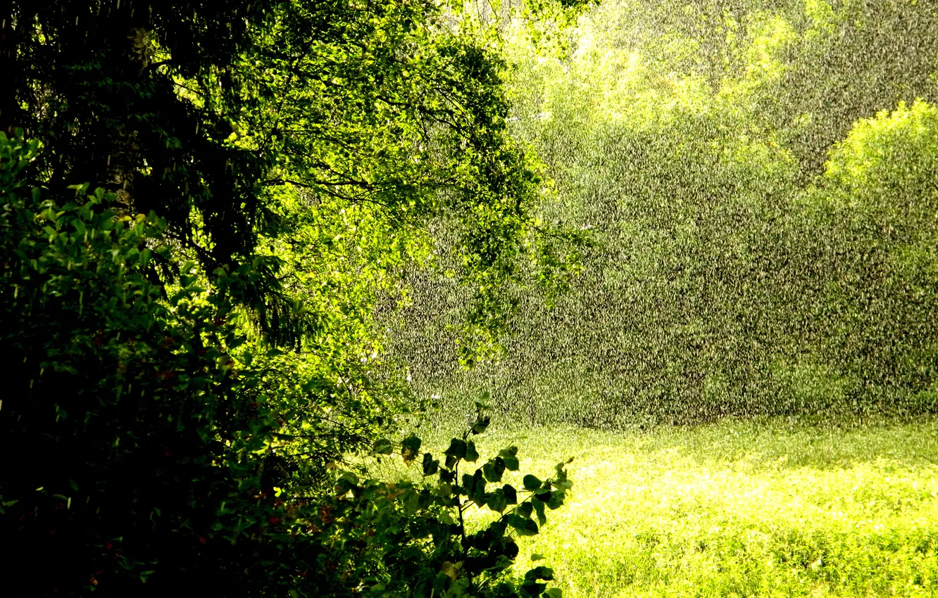 Фото обои лес, лето, природа, дождь
