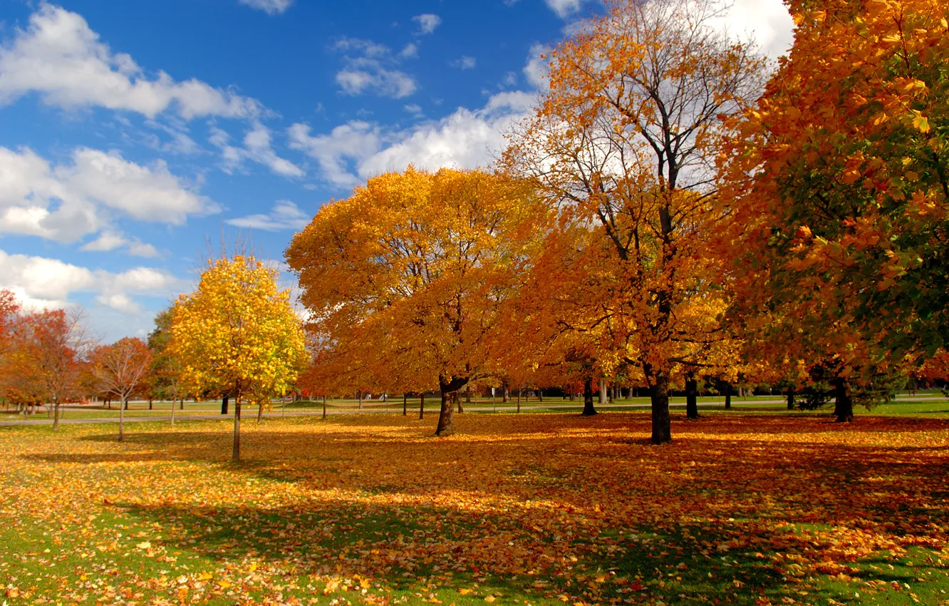 Фото обои осень, небо, деревья, природа, парк, листва