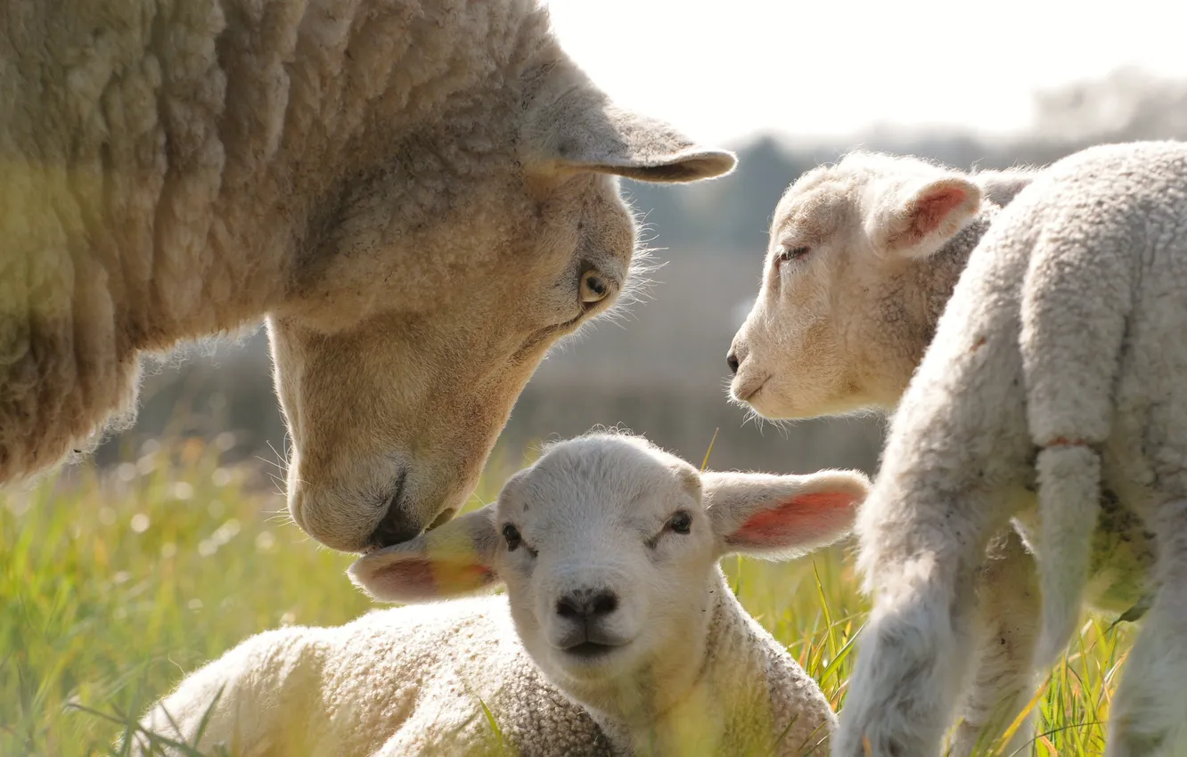 Фото обои трава, овечки, детеныши, овца