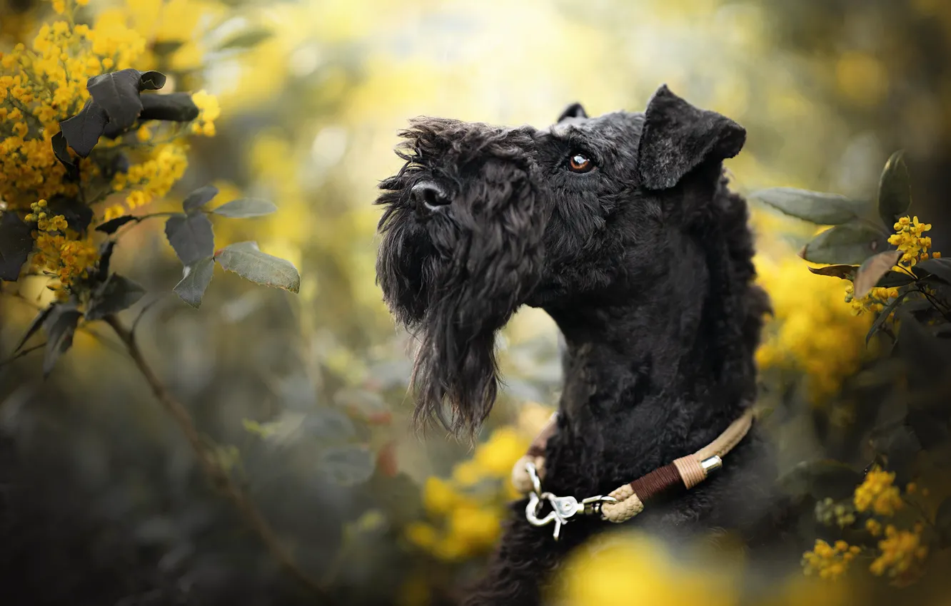 Фото обои морда, ветки, собака, ошейник, цветки, боке, Керри-блю-терьер