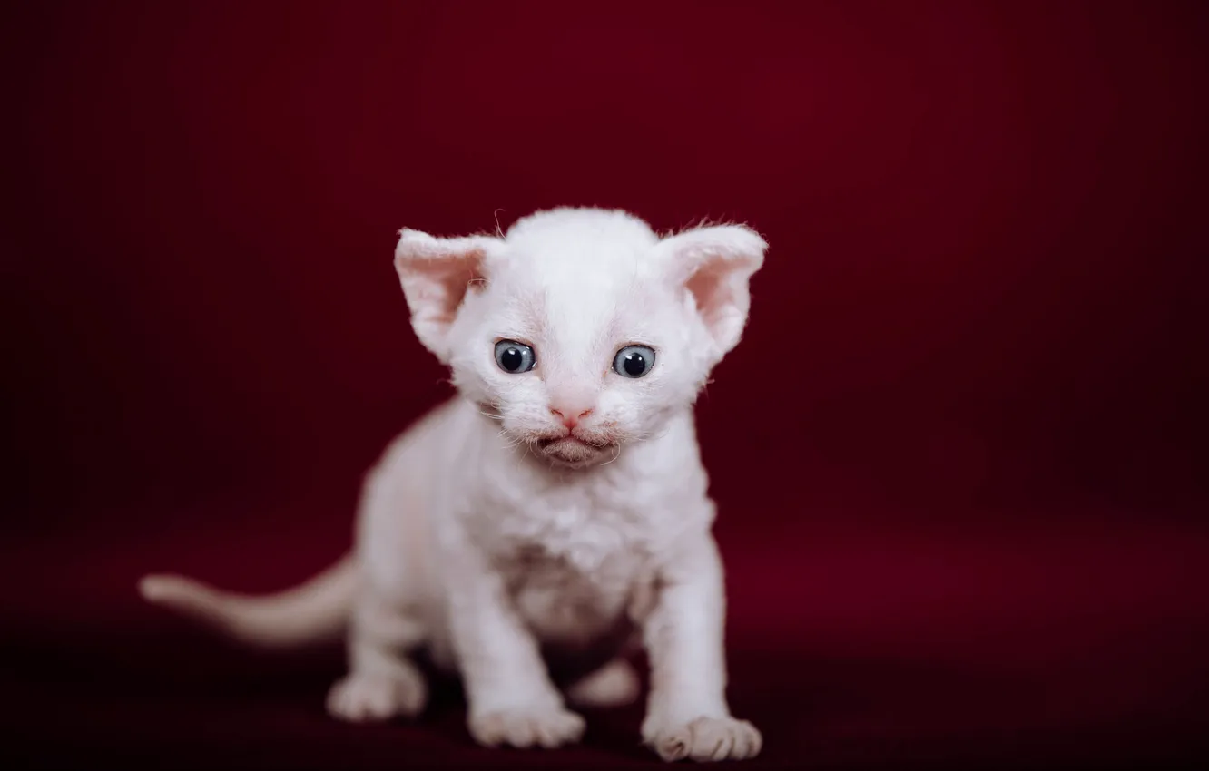 Фото обои кошка, белый, взгляд, поза, котенок, глазки, малыш, мордашка