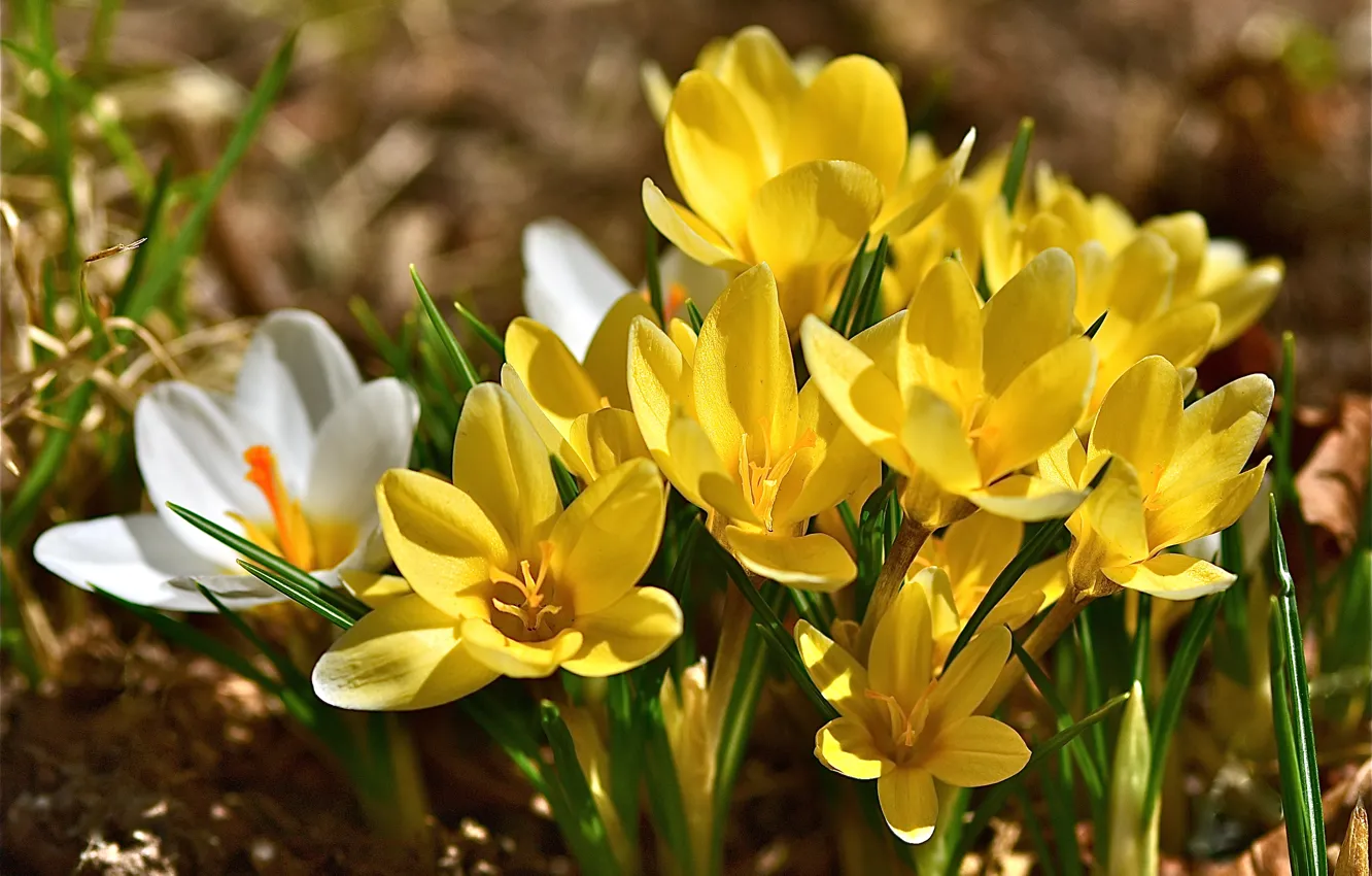 Фото обои весна, крокусы, шафран