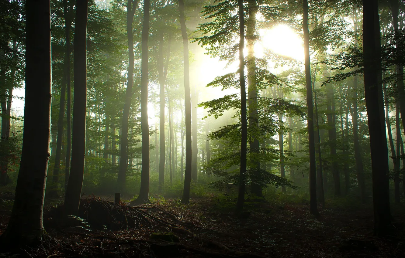Фото обои лес, лето, солнце, лучи, свет, деревья, ветки, туман