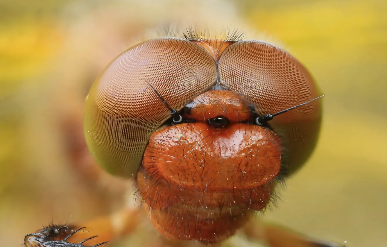 Фото обои Чужой, Плоскобрюх рыжий, Libellula fulva