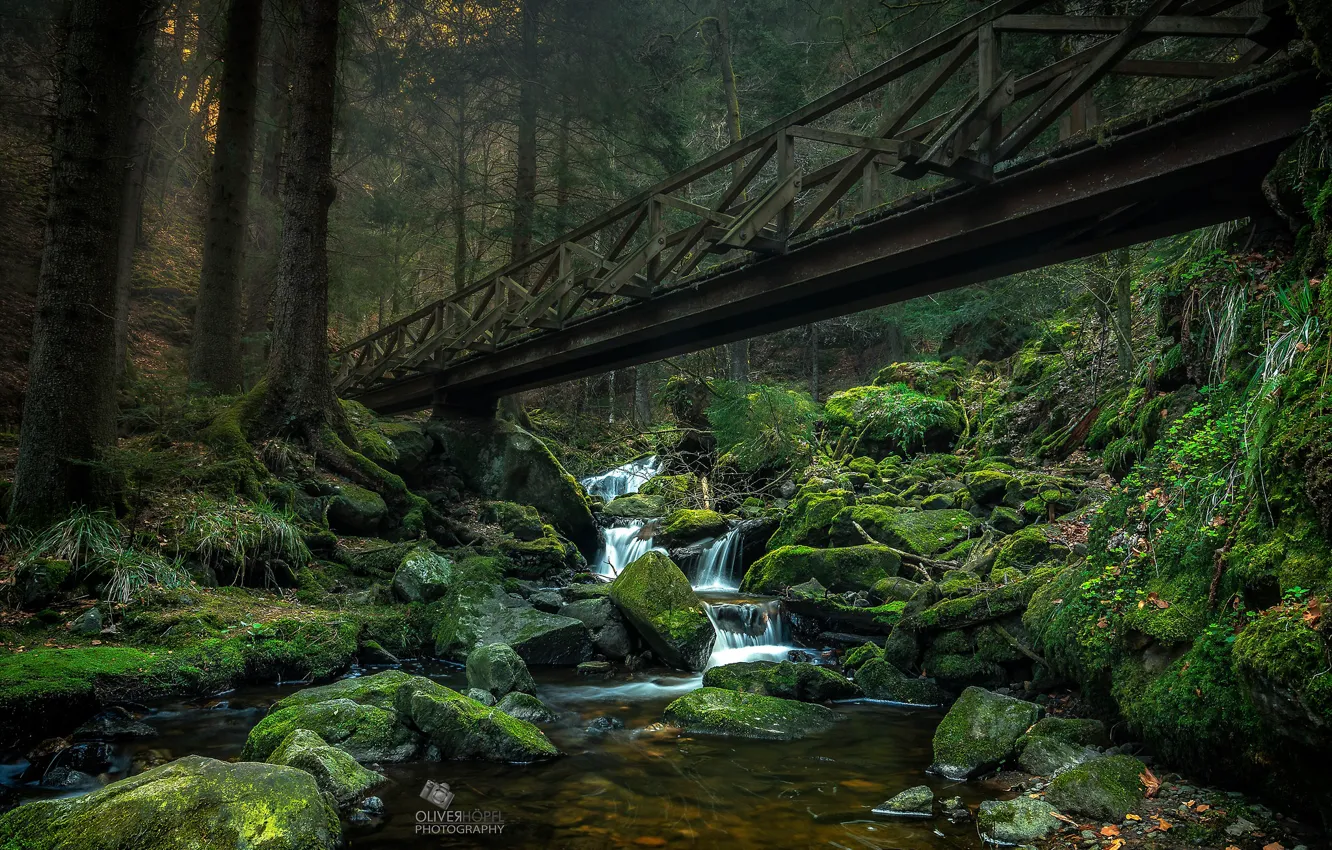 Фото обои зелень, лес, деревья, мост, ручей, камни, мох, Germany