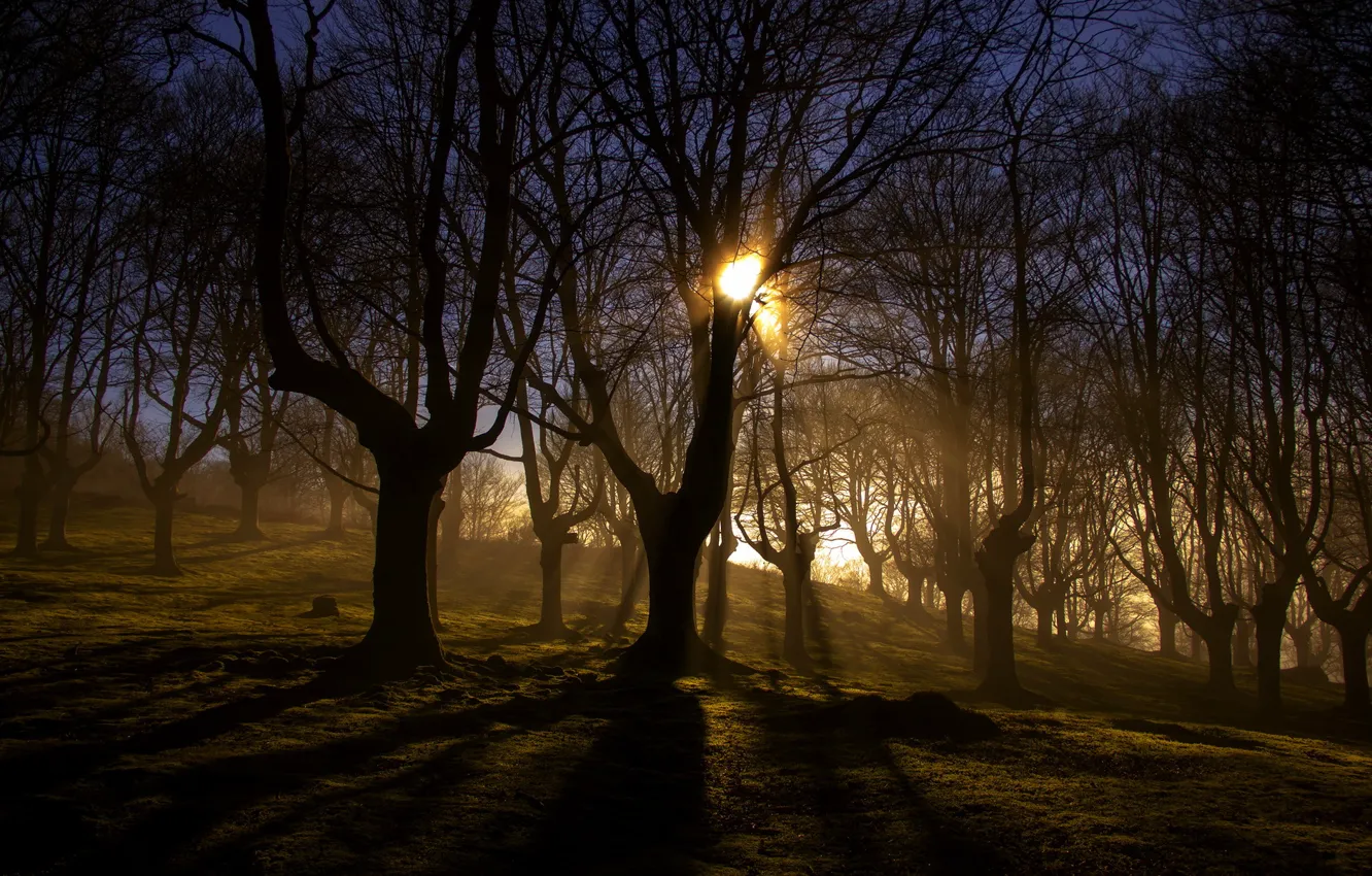 Фото обои лес, свет, пейзаж, природа, туман, утро