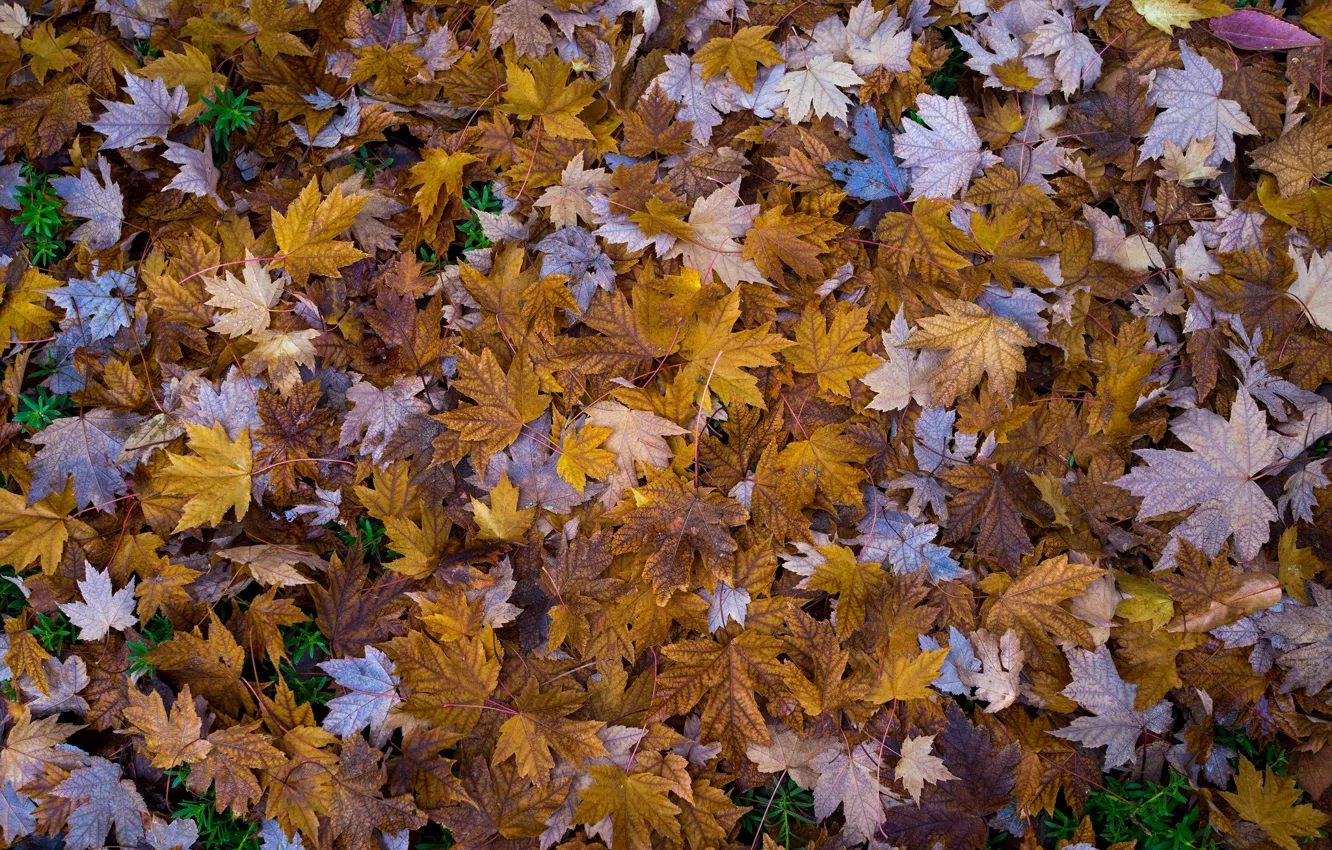 Фото обои листья, осенние листья, Autumnal Leaves