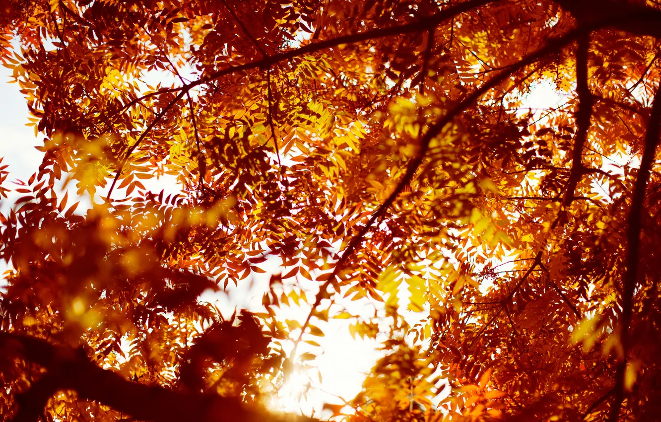 Фото обои осень, листья, деревья, оранжевые