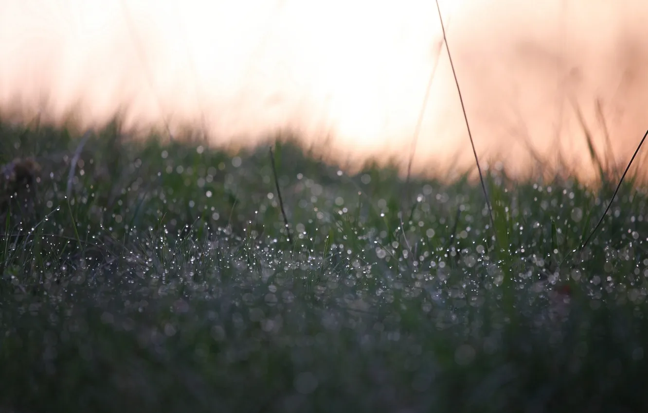 Фото обои трава, цвета, капли, роса, блики, фон, обои, утро