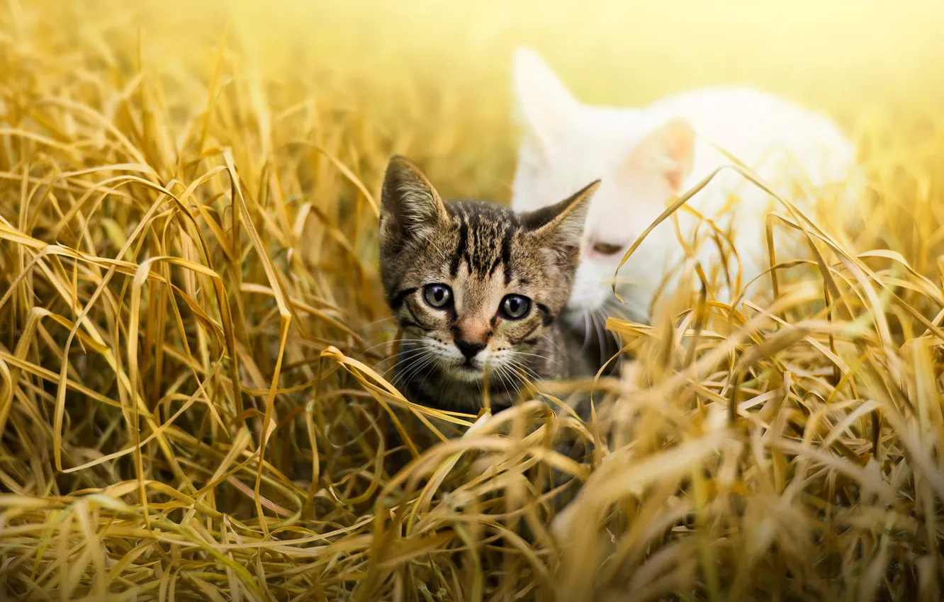 Фото обои кошка, трава, взгляд, листья, свет, природа, котенок, серый