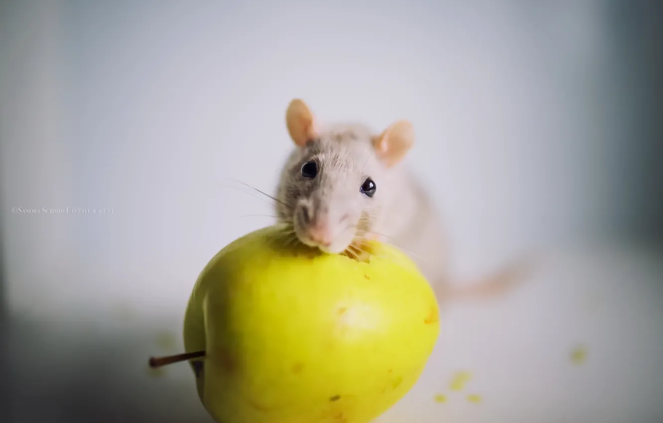 Фото обои фон, яблоко, мышка
