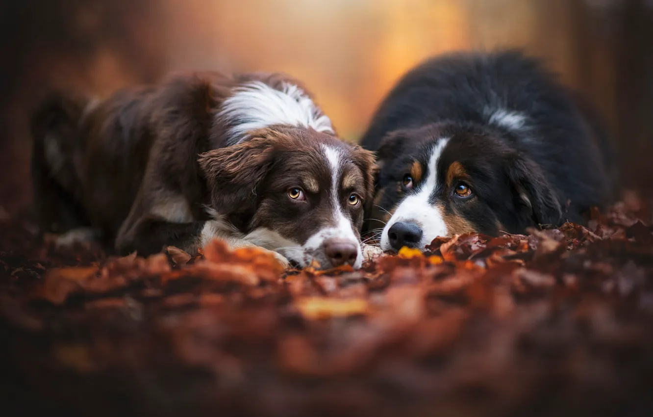 Фото обои осень, лес, собаки, взгляд, листья, парк, фон, настроение