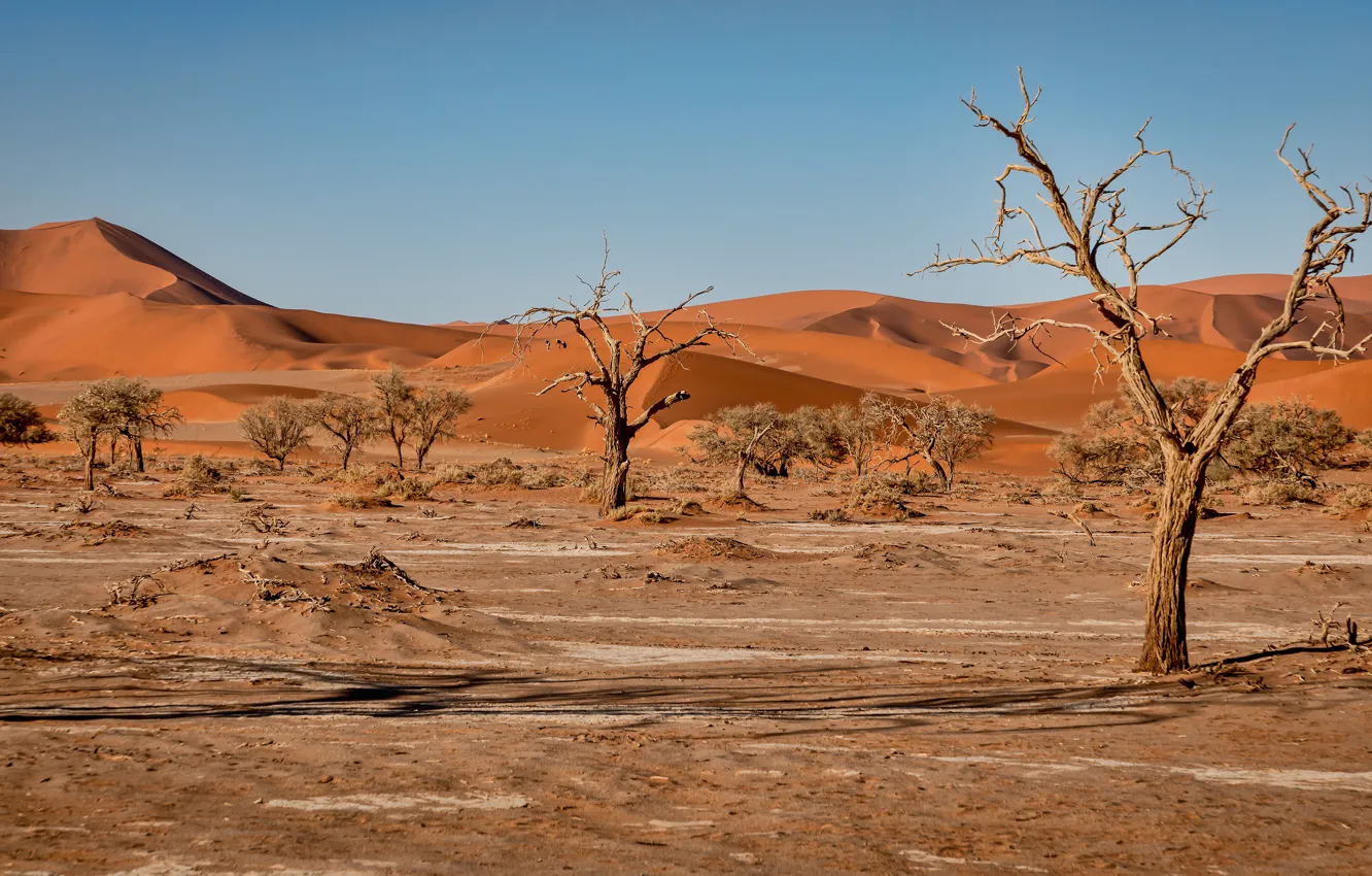 Фото обои песок, деревья, ветки, холмы, растительность, пустыня, жара, дюны