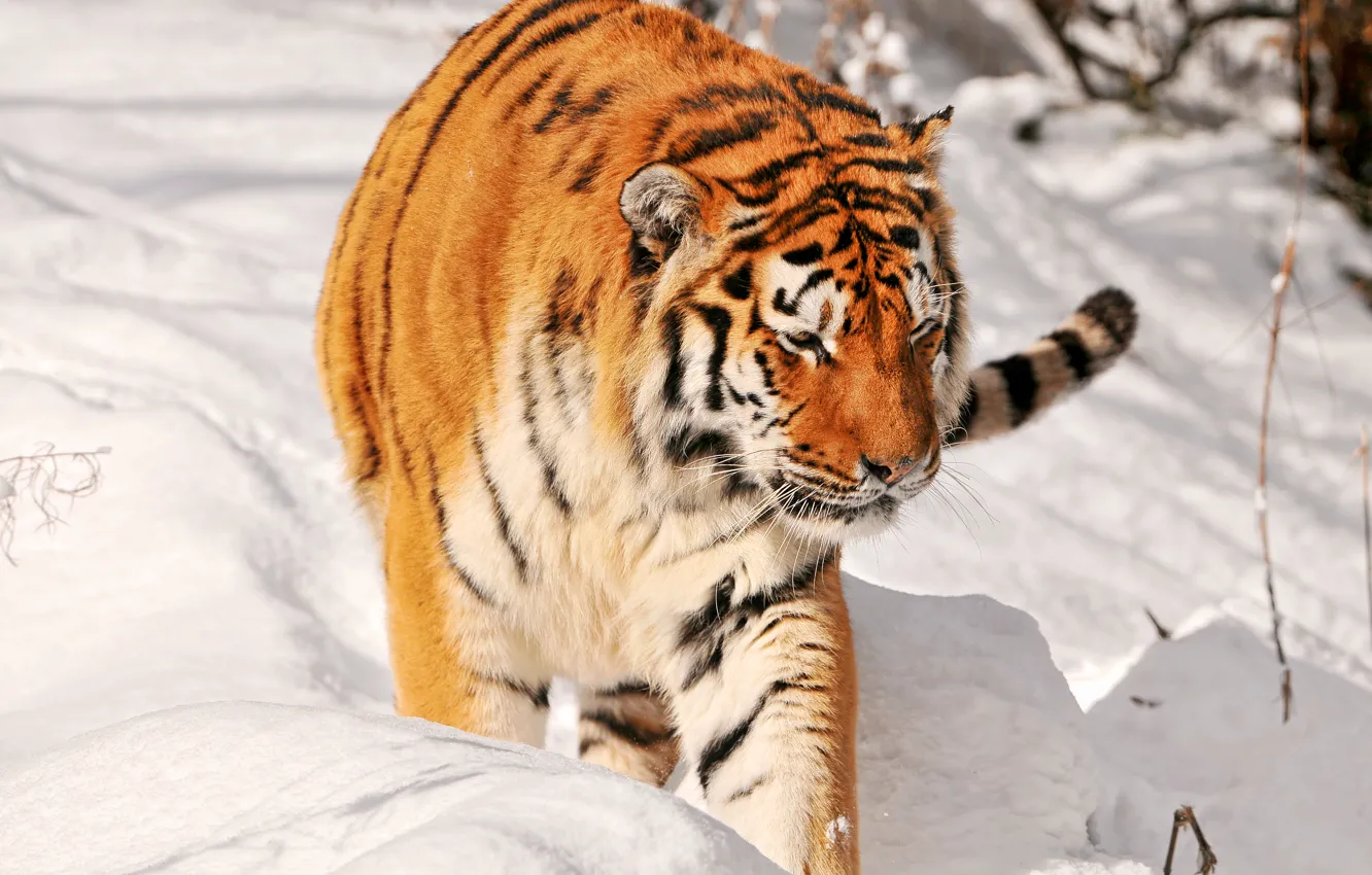 Фото обои снег, тигр, хищник, охота, большая кошка, амурский