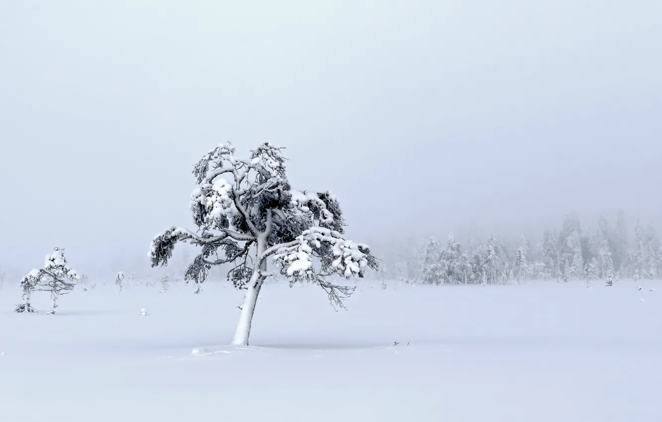 Фото обои зима, поле, снег, дерево