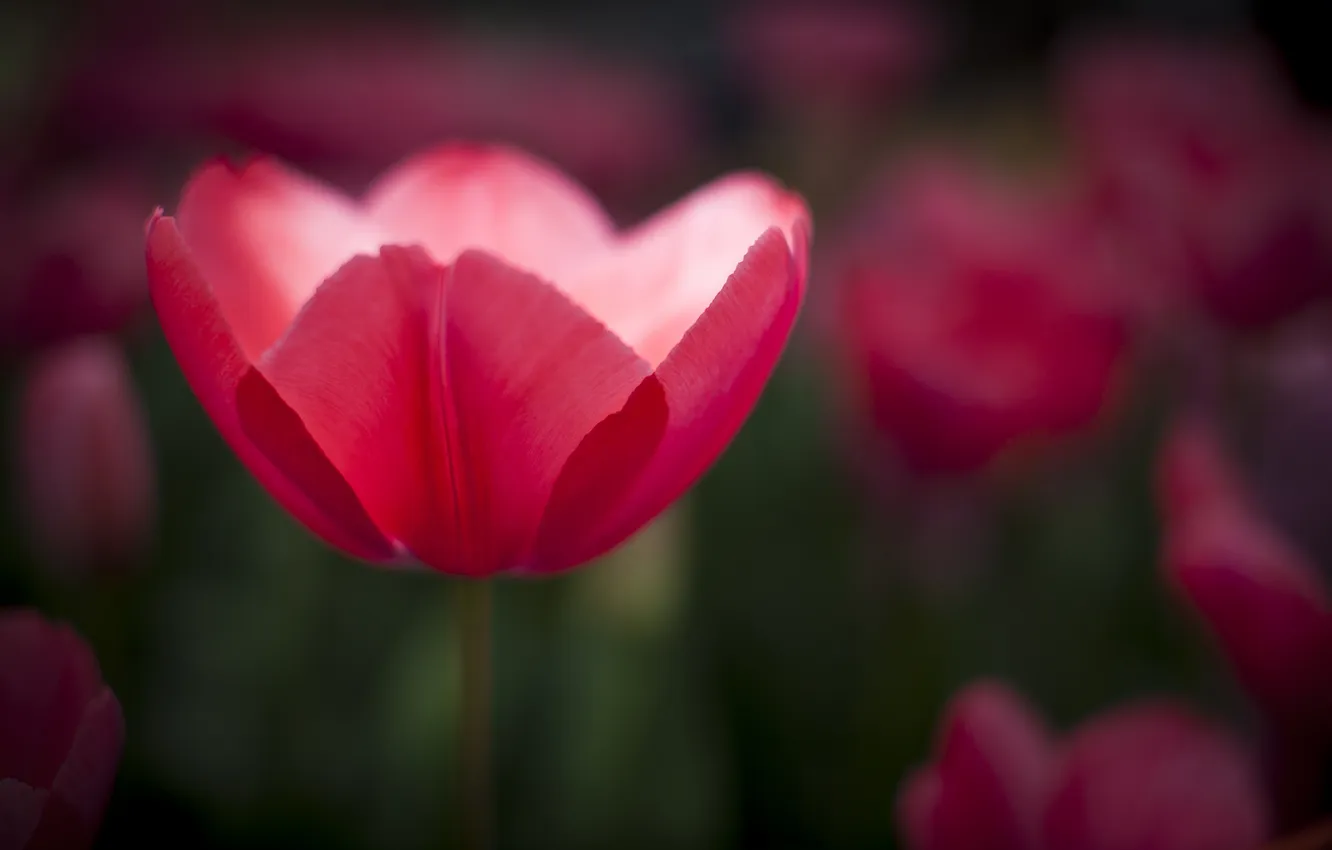 Фото обои цветы, розовый, тюльпан, фокус