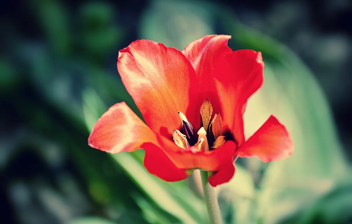 Фото обои цветок, макро, красный, яркий, тюльпан, лепестки, алый