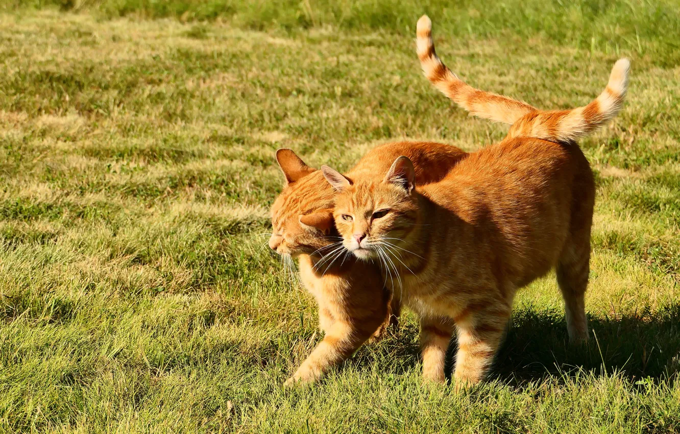 Фото обои трава, кошки, коты, рыжие, друзья, хвосты