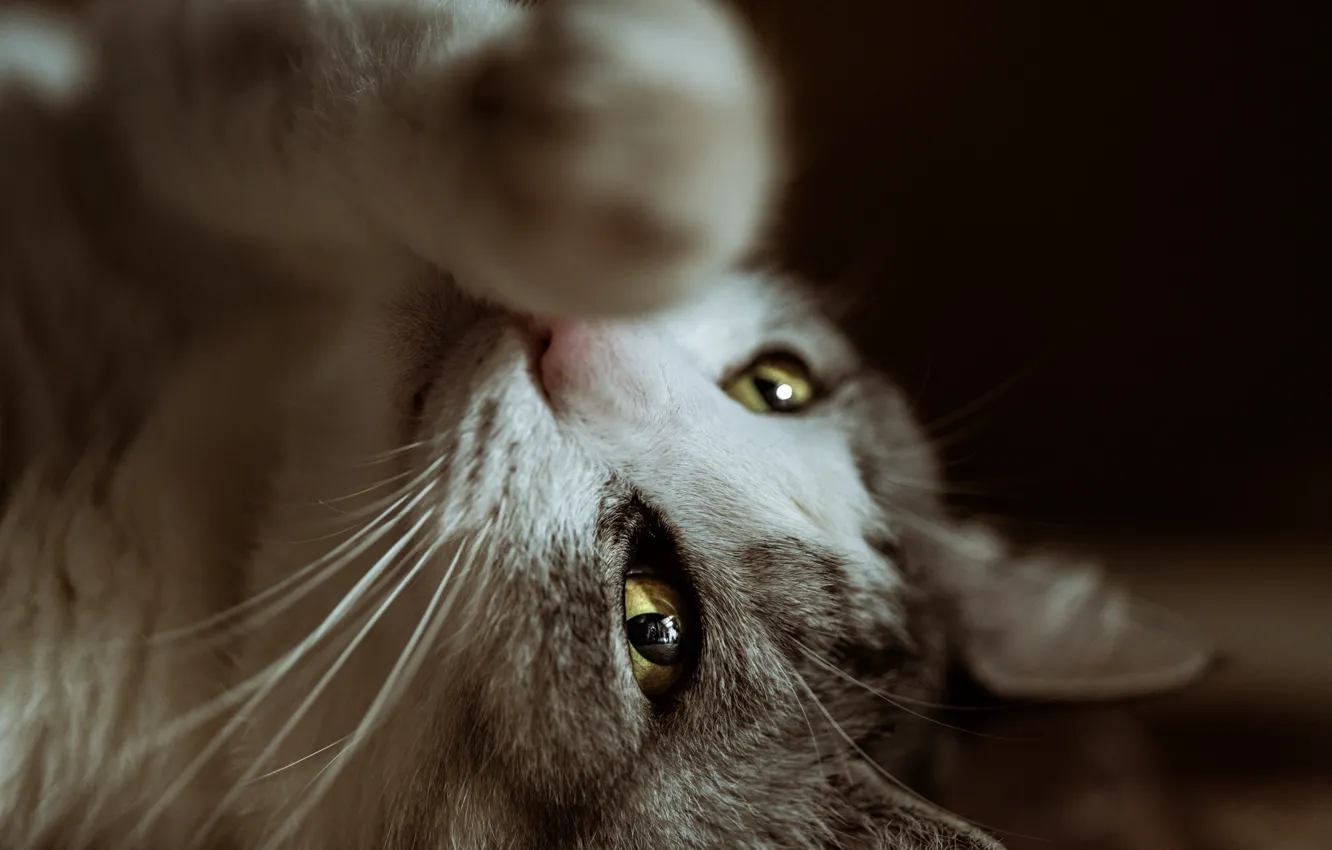 Фото обои глаза, кот, лапка