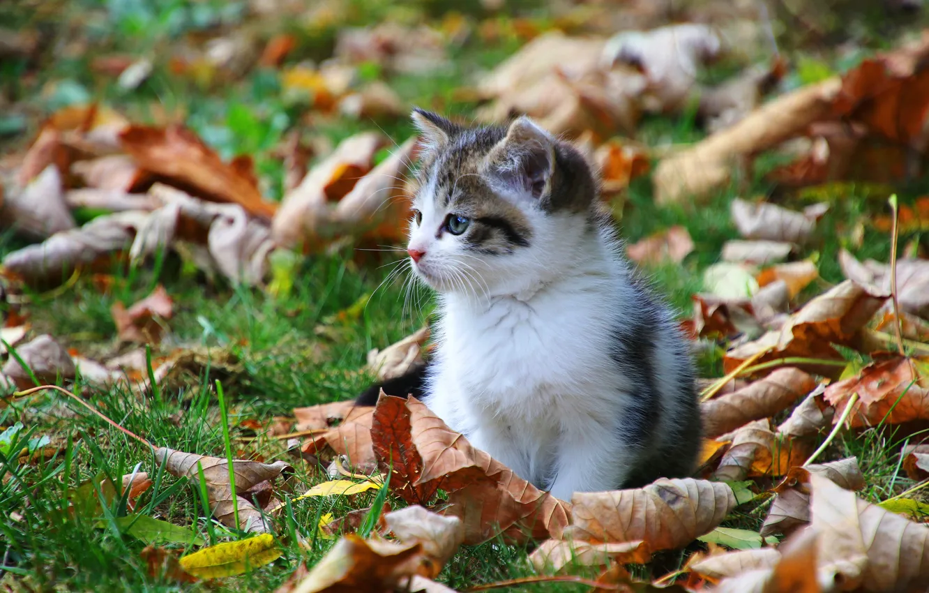 Фото обои осень, кошка, трава, кот, взгляд, морда, листья, котенок