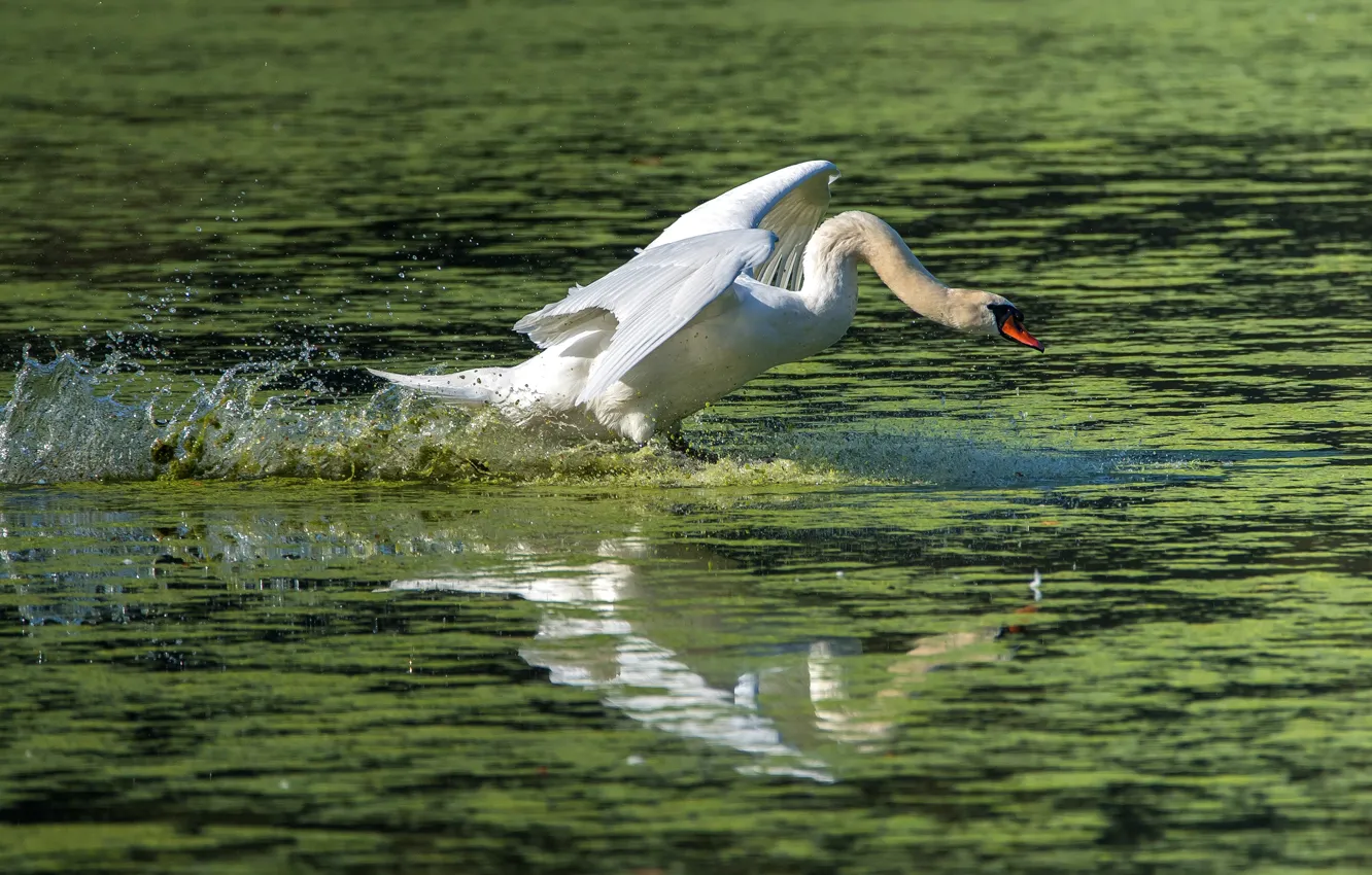 Фото обои белый, вода, брызги, птица, лебедь, взлет, водоем, взмах крыльев