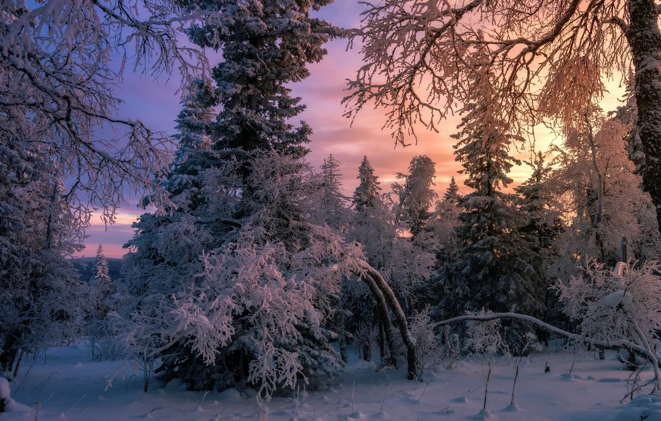 Фото обои лес, снег, ёлки