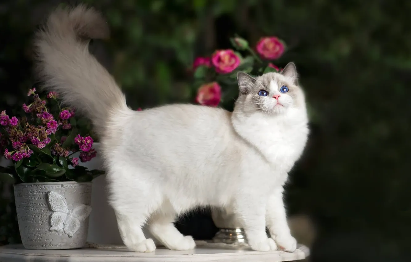 Фото обои кошка, цветы, хвост, Рэгдолл