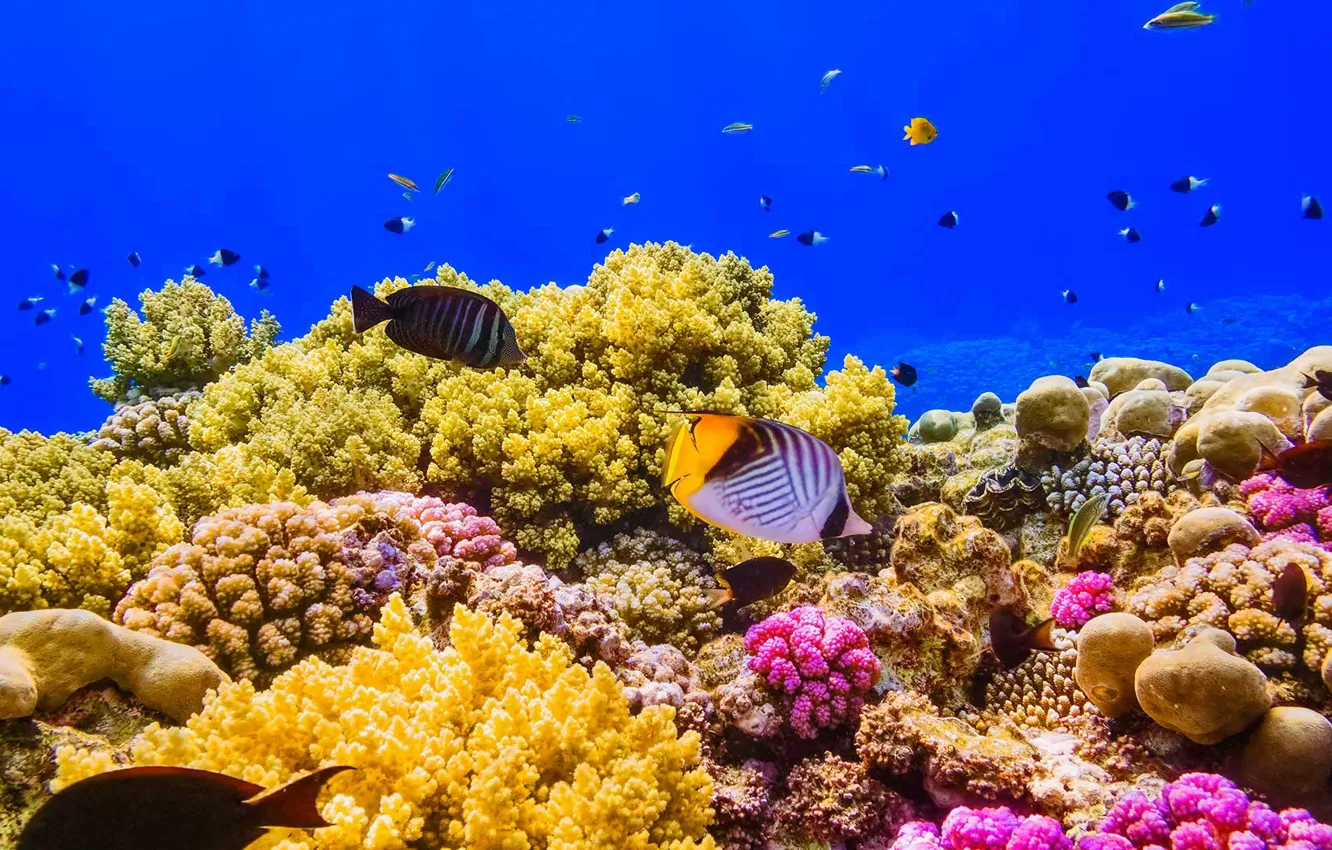 Фото обои рыбы, краски, Египет, Красное море, коралловый риф