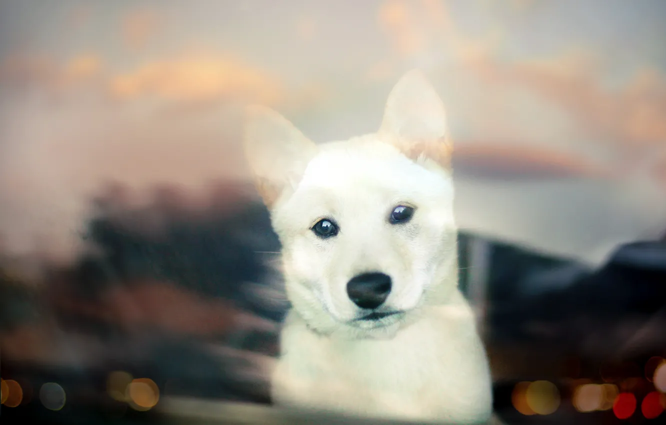 Фото обои взгляд, собака, щенок, white, puppy, bokeh, Shiba Inu