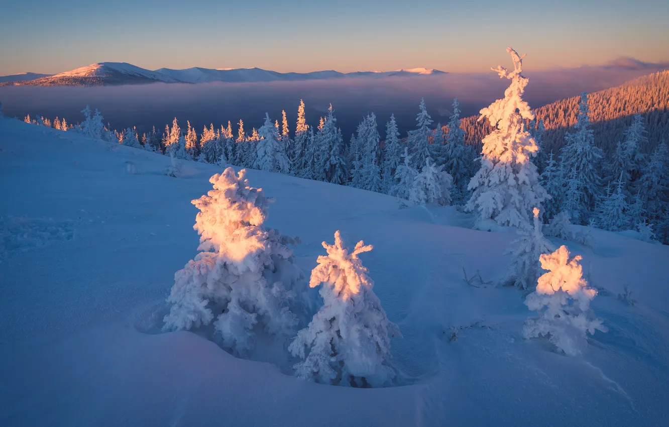 Фото обои зима, лес, небо, свет, снег, пейзаж, закат, горы