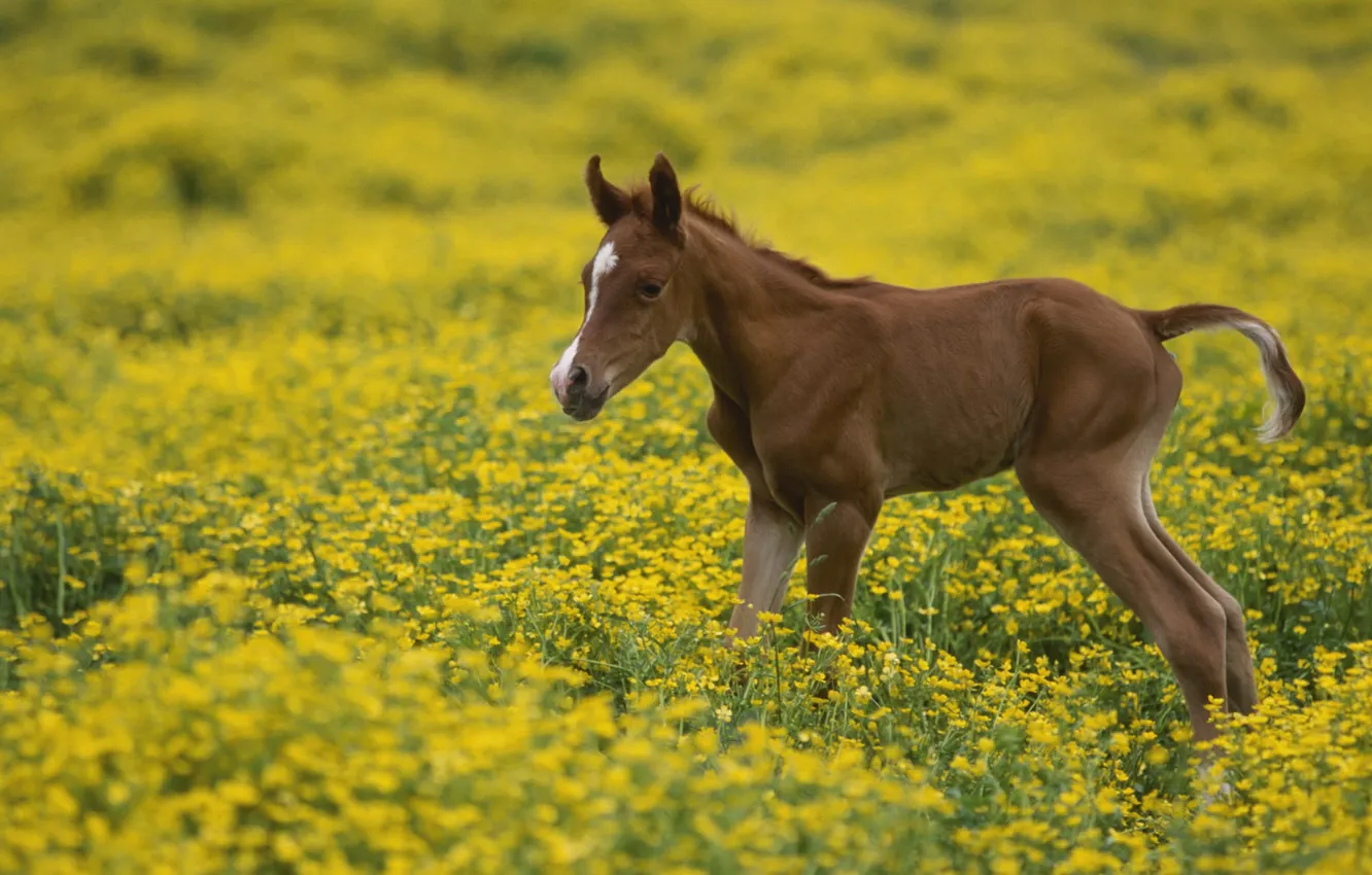 Фото обои поле, цветы, Лошадь, жеребенок