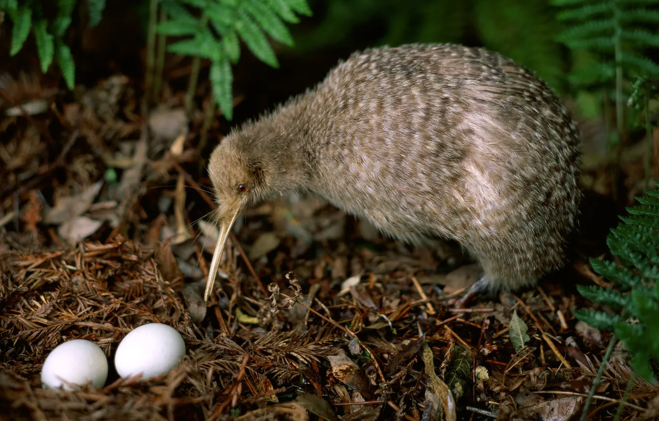 Фото обои птица, яйца, киви, гнездо, kiwi, длинный клюв