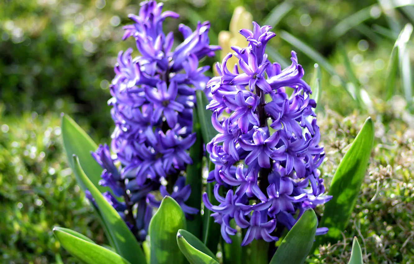 Фото обои фиолетовый, весна, гиацинты