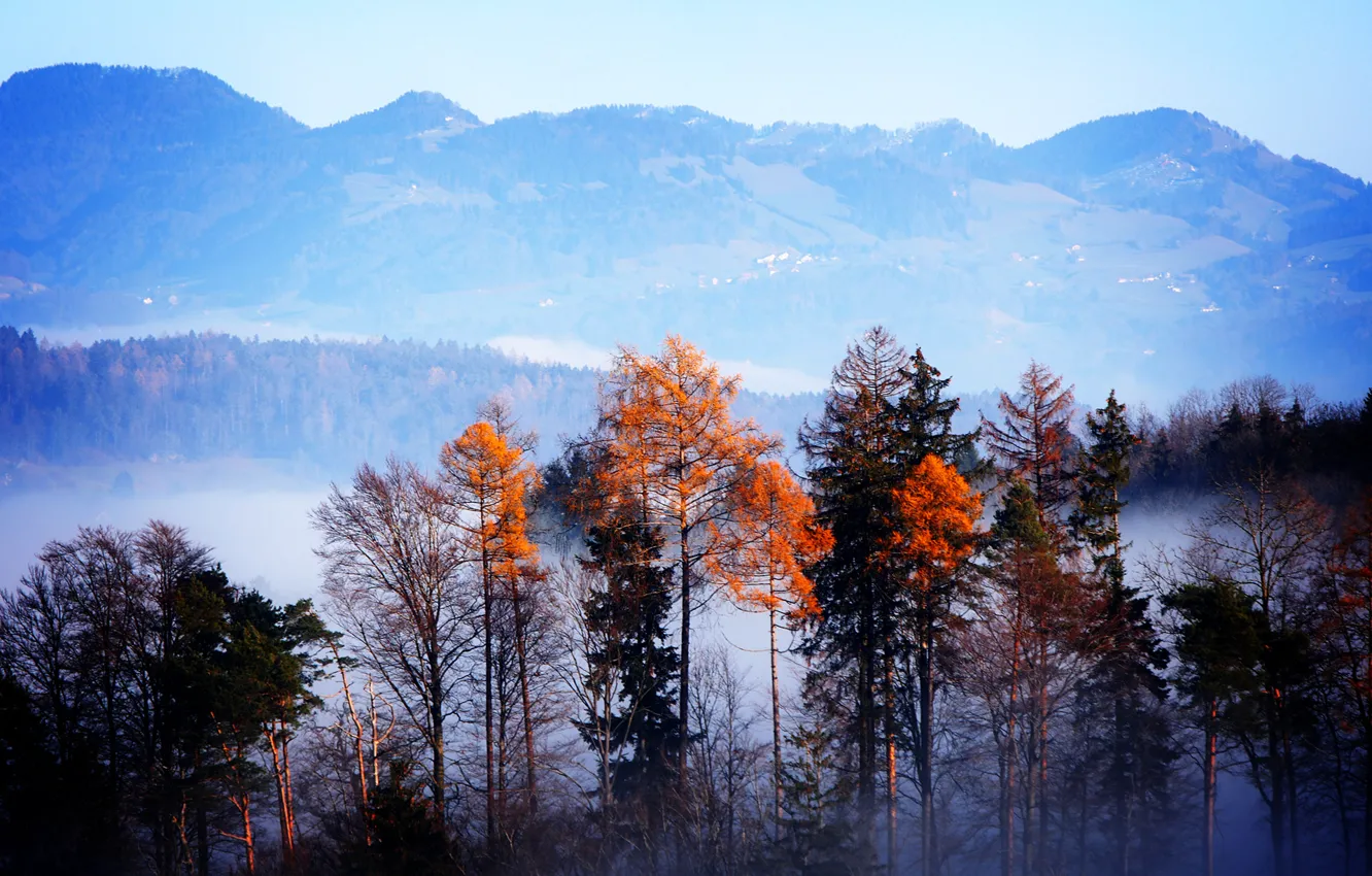 Фото обои осень, лес, деревья, горы, туман