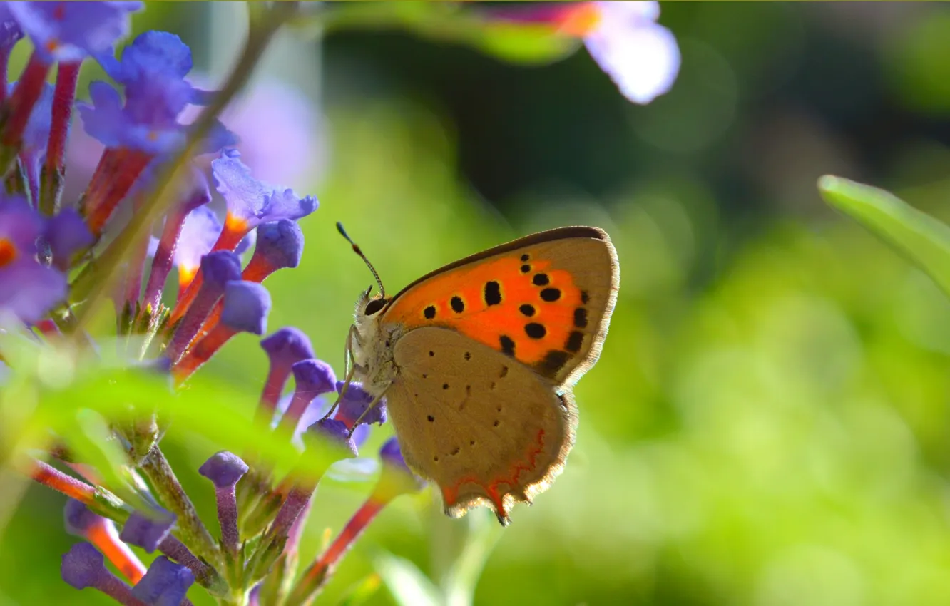 Фото обои Макро, Бабочка, Цветочки, Flowers, Боке, Macro, Butterfly