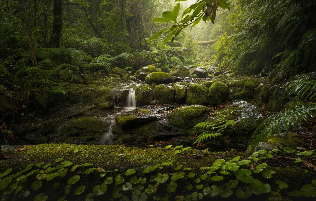 Фото обои лес, деревья, ручей, камни, мох, Португалия, папоротник, Мадейра