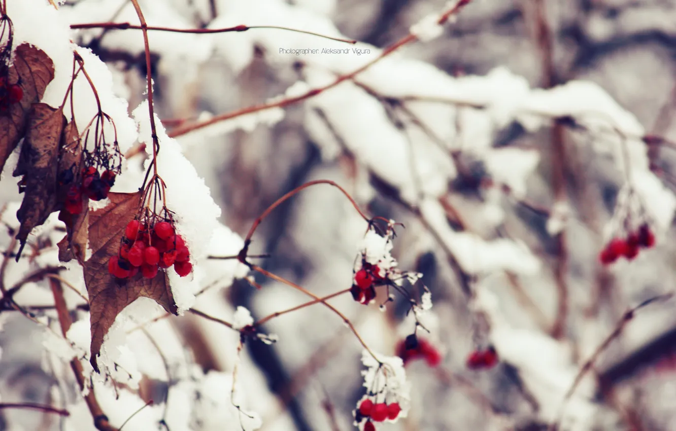 Фото обои зима, макро, снег, природа, калина