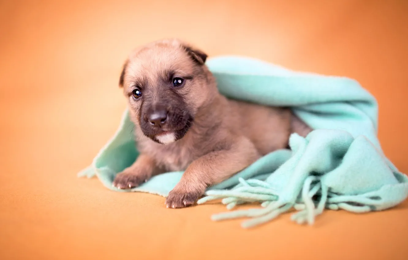 Фото обои взгляд, оранжевый, фон, собака, размытие, маленький, шарф, малыш