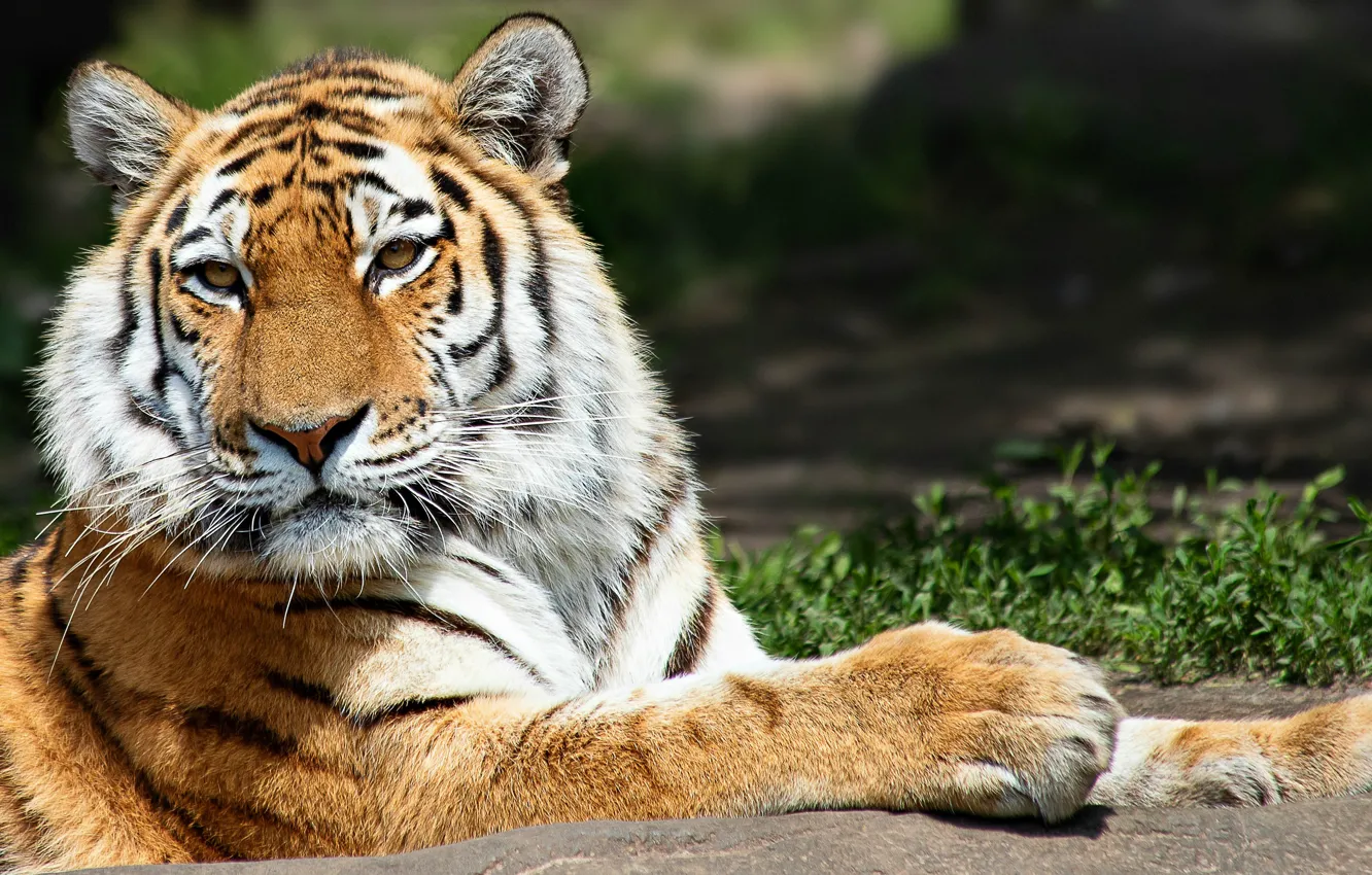 Фото обои tiger, animal, wild life