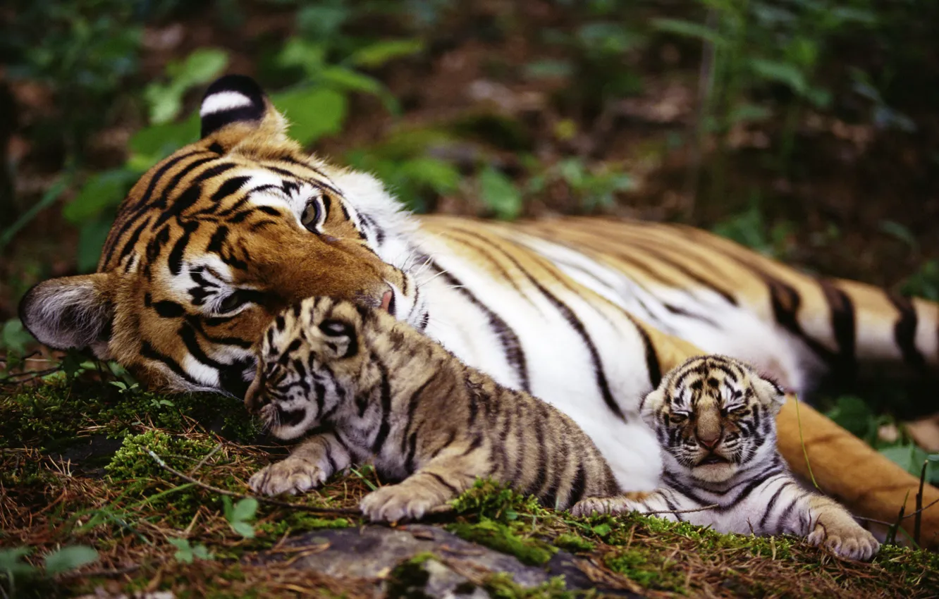 Фото обои животные, тигр, обои, тигрята