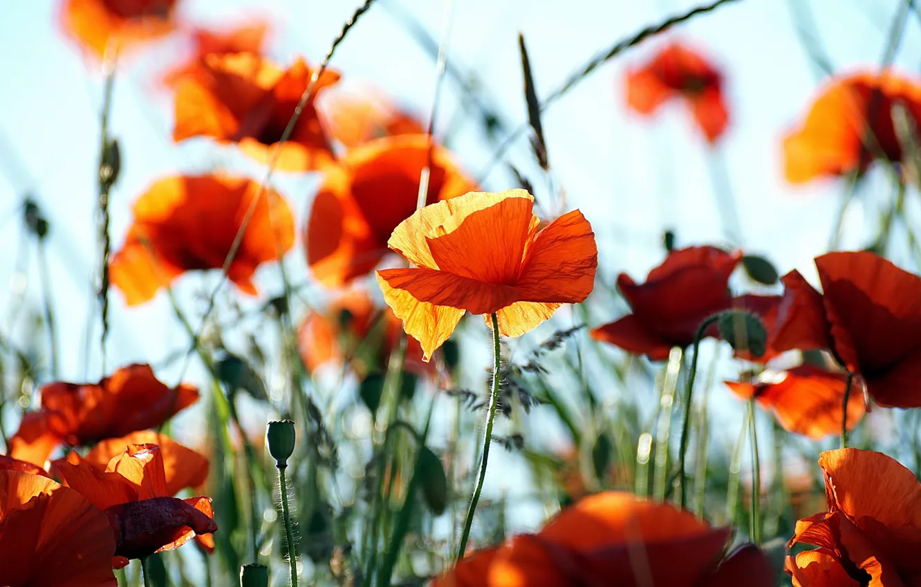 Фото обои цветы, мак, маки, боке