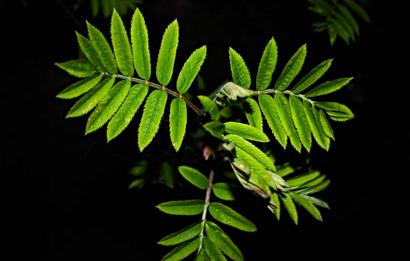 Фото обои листья, капли, зеленый, черный