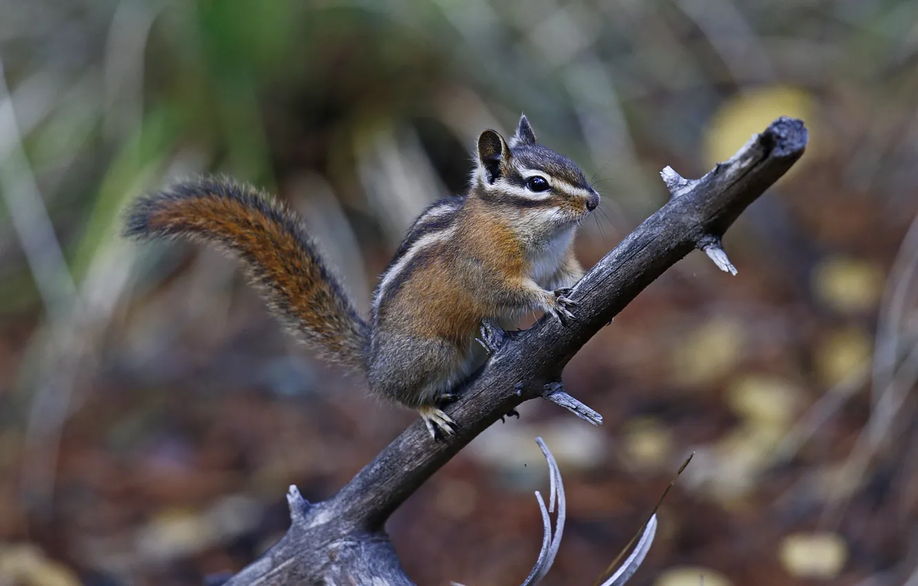 Фото обои ветка, бурундук, грызун, chipmunk