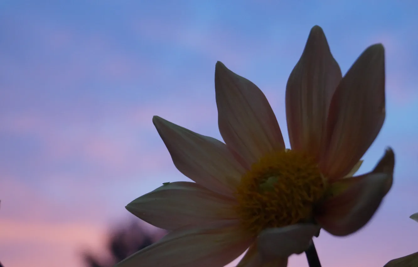 Фото обои цветок, макро, закат