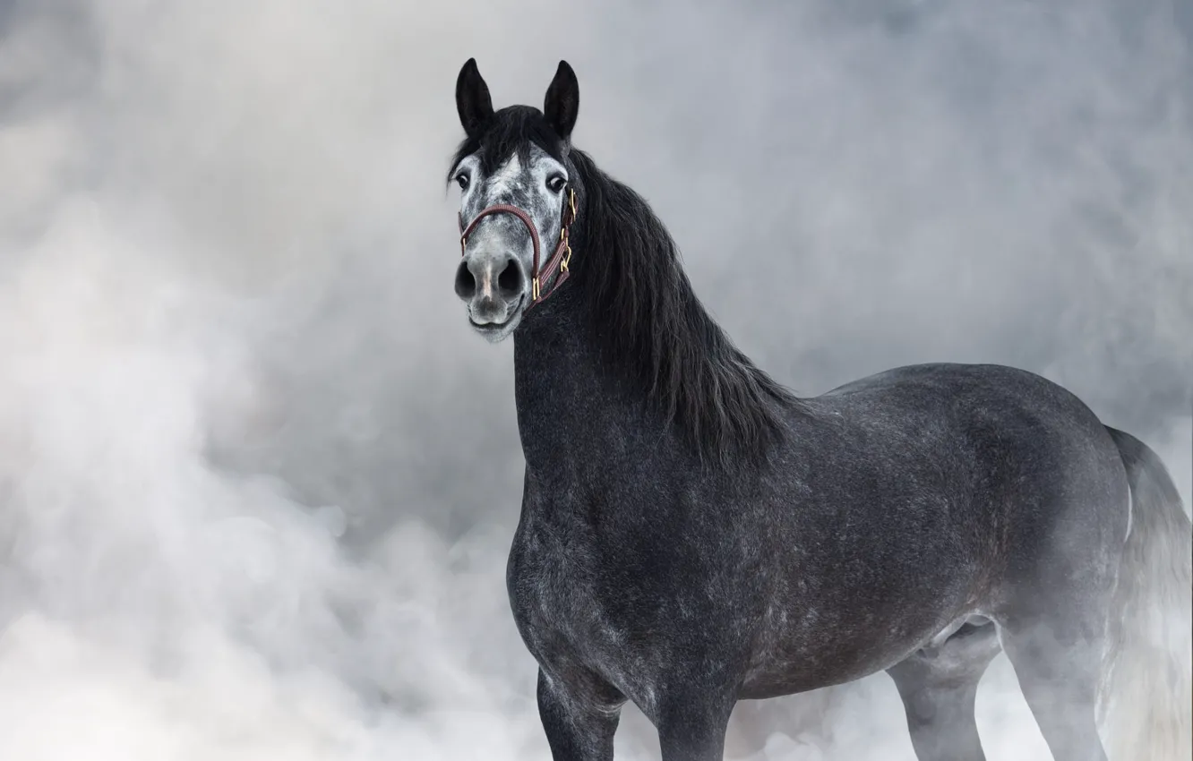 Фото обои взгляд, морда, туман, серый, конь, лошадь, пар, дымка