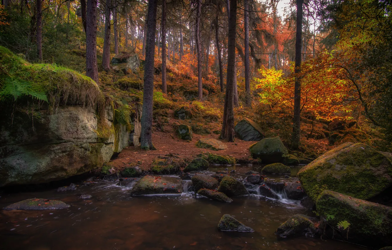 Фото обои осень, лес, пруд, берег, листва, водоем